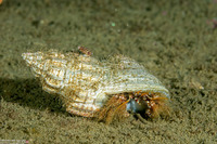Paguristes ulreyi (Furry Hermit Crab)