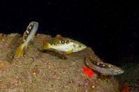 Sebastes flavidus (Yellowtail Rockfish)
