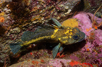 Sebastes nebulosus (China Rockfish)