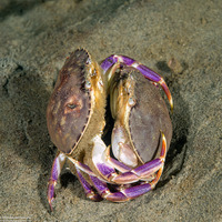 Metacarcinus gracilis (Graceful Crab)