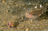 Pagurus ochotensis (Alaskan Hermit Crab)