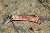 Ensis californicus (California Razor Clam)