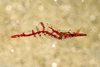 Heptacarpus tenuissimus (Slender Shrimp)