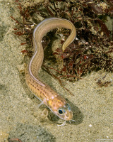 Chilara taylori (Spotted Cusk-Eel)