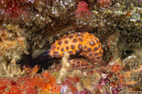 Paraxanthias taylori (Lumpy Rubble Crab)