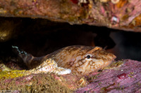 Gobiesox maeandricus (Northern Clingfish)