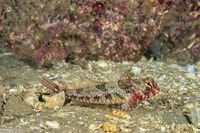 Orthonopias triacis (Snubnose Sculpin)