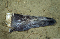 Mola mola (Ocean Sunfish)