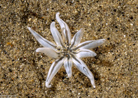 Halcampa crypta (Cryptic Burrowing Anemone)