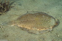 Pleuronichthys coenosus (C-O Sole)