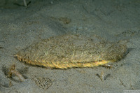 Aphrodita japonica (Sea Mouse)