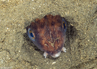 Ophichthus triserialis (Pacific Snake Eel)