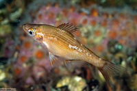 Brachyistius frenatus (Kelp Perch)