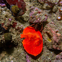 Cryptolithodes sitchensis (Umbrella Crab)