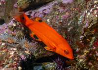 Semicossyphus pulcher (California Sheephead)