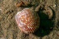 Clinocardium nuttallii (Heart Cockle)