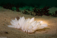 Doryteuthis opalescens (Market Squid)