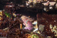 Hemigrapsus nudus (Purple Shore Crab)