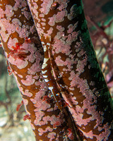 Heptacarpus stylus (Stiletto Shrimp)