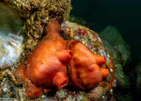 Cnemidocarpa finmarkiensis (Shiny Orange Sea Squirt)