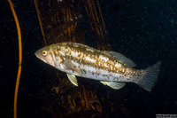 Paralabrax clathratus (Kelp Bass)