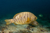 Embiotoca jacksoni (Black Perch)