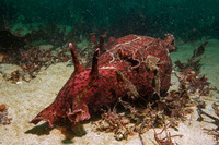 Aplysia californica (Brown Sea Hare)