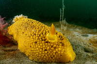 Peltodoris nobilis (Sea Lemon)