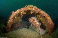 Ophiodon elongatus (Lingcod)