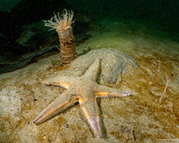 Astropecten armatus (Spiny Sand Star)