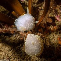 Acanthodoris hudsoni (Hudson's Horned Dorid)