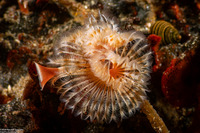 Serpula columbiana (Serpulid Worm)