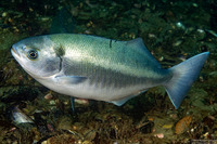 Medialuna californiensis (Halfmoon)