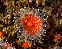 Corynactis californica (Club-Tipped Anemone)