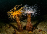 Pachycerianthus fimbriatus (Tube-Dwelling Anemone)