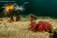 Pachycerianthus fimbriatus (Tube-Dwelling Anemone)