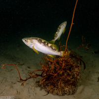 Sebastes serranoides (Olive Rockfish)