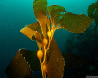 Macrocystis pyrifera (Giant Kelp)