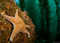 Macrocystis pyrifera (Giant Kelp)