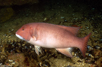 Semicossyphus pulcher (California Sheephead)