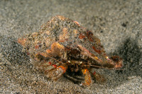 Pagurus beringanus (Bering Hermit Crab)