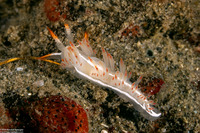 Coryphella trilineata (Three-Lined Aeolid)