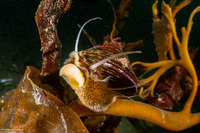 Calliostoma canaliculatum (Channeled Top Snail)