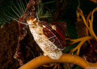 Calliostoma canaliculatum (Channeled Top Snail)