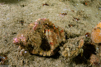 Pagurus beringanus (Bering Hermit Crab)