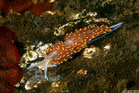 Hermissenda opalescens (Opalescent Nudibranch)