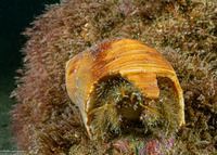 Paguristes ulreyi (Furry Hermit Crab)