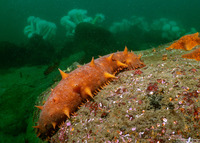 Parastichopus californicus (California Sea Cucumber)