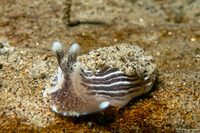 Armina californica (California Armina)