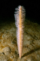 Stylatula elongata (White Sea Pen)